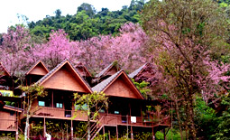 All Hills ทัวร์ดอย 5 วัน 4 คืน All Hills ทัวร์ดอย 5 วัน 4 คืน