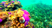 All The Sea 3วัน2คืนเกาะนาวโอพีเกาะพยาม All The Sea 3วัน2คืนเกาะนาวโอพีเกาะพยาม