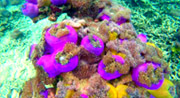 All The Sea 3วัน2คืนเกาะนาวโอพีเกาะพยาม All The Sea 3วัน2คืนเกาะนาวโอพีเกาะพยาม