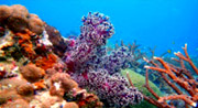 All The Sea 3วัน2คืนเกาะนาวโอพีเกาะพยาม All The Sea 3วัน2คืนเกาะนาวโอพีเกาะพยาม