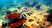 All The Sea 3วัน2คืนเกาะนาวโอพีเกาะพยาม All The Sea 3วัน2คืนเกาะนาวโอพีเกาะพยาม