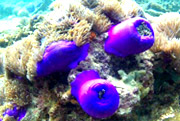 All The Sea 3วัน2คืนเกาะนาวโอพีเกาะพยาม All The Sea 3วัน2คืนเกาะนาวโอพีเกาะพยาม