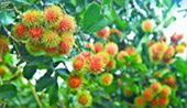 3 วัน 2 คืน จันทบุรี ระยอง 3 วัน 2 คืน จันทบุรี ระยอง