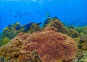 Safari Sea Beach: แก่งกระจาน ประจวบ ชุมพร Safari Sea Beach: แก่งกระจาน ประจวบ ชุมพร