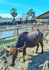 สุพรรณบุรี - กรุงเทพฯ 3วัน2คืน สุพรรณบุรี - กรุงเทพฯ 3วัน2คืน