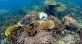 Be in Ecosystem Raja Ampat by JC Tour Be in Ecosystem Raja Ampat by JC Tour