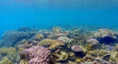 Be in Ecosystem Raja Ampat by JC Tour Be in Ecosystem Raja Ampat by JC Tour