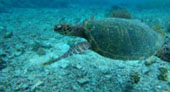 Be in Ecosystem Raja Ampat by JC Tour Be in Ecosystem Raja Ampat by JC Tour