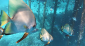 Be in Ecosystem Raja Ampat by JC Tour Be in Ecosystem Raja Ampat by JC Tour