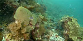 Be in Ecosystem Raja Ampat by JC Tour Be in Ecosystem Raja Ampat by JC Tour
