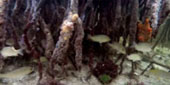 Be in Ecosystem Raja Ampat by JC Tour Be in Ecosystem Raja Ampat by JC Tour