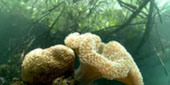 Be in Ecosystem Raja Ampat by JC Tour Be in Ecosystem Raja Ampat by JC Tour