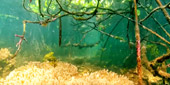 Be in Ecosystem Raja Ampat by JC Tour Be in Ecosystem Raja Ampat by JC Tour
