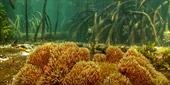 Be in Ecosystem Raja Ampat by JC Tour Be in Ecosystem Raja Ampat by JC Tour