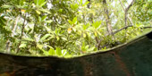 Be in Ecosystem Raja Ampat by JC Tour Be in Ecosystem Raja Ampat by JC Tour