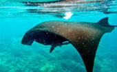 Be in Ecosystem Raja Ampat by JC Tour Be in Ecosystem Raja Ampat by JC Tour