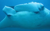 Be in Ecosystem Raja Ampat by JC Tour Be in Ecosystem Raja Ampat by JC Tour