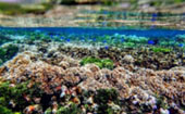 Be in Ecosystem Raja Ampat by JC Tour Be in Ecosystem Raja Ampat by JC Tour