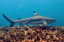 Suratthani Around 4วัน3คืน รอบสุราษฯ Suratthani Around 4วัน3คืน รอบสุราษฯ