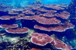Suratthani Around 4วัน3คืน รอบสุราษฯ Suratthani Around 4วัน3คืน รอบสุราษฯ