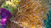 Sea Explore: เกาะแดรกคูล Sea Explore: เกาะแดรกคูล