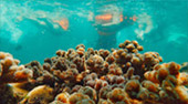 Sea Explore: เกาะแดรกคูล Sea Explore: เกาะแดรกคูล