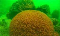 Sea Explore: เกาะแดรกคูล Sea Explore: เกาะแดรกคูล