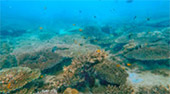 Sea Explore: เกาะแดรกคูล Sea Explore: เกาะแดรกคูล