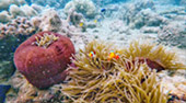 Sea Explore: เกาะแดรกคูล Sea Explore: เกาะแดรกคูล