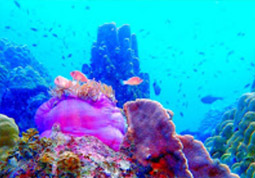Kayaking and Snorkeling เกาะเต่า ไปเช้าเย็นกลับ