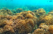 Best all sea: 4 วัน 3 คืน Snorkeling Meaning หมู่เกาะชุมพร หมู่เกาะประจวบ