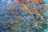 Best all sea: 4 วัน 3 คืน Snorkeling Meaning หมู่เกาะชุมพร หมู่เกาะประจวบ