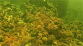 Best all sea: 4 วัน 3 คืน Snorkeling Meaning หมู่เกาะชุมพร หมู่เกาะประจวบ