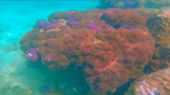 Best all sea: 4 วัน 3 คืน Snorkeling Meaning หมู่เกาะชุมพร หมู่เกาะประจวบ