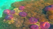 Best all sea: 4 วัน 3 คืน Snorkeling Meaning หมู่เกาะชุมพร หมู่เกาะประจวบ