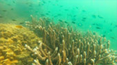 Best all sea: 4 วัน 3 คืน Snorkeling Meaning หมู่เกาะชุมพร หมู่เกาะประจวบ