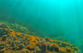 Best all sea: 4 วัน 3 คืน Snorkeling Meaning หมู่เกาะชุมพร หมู่เกาะประจวบ
