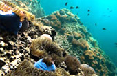 Best all sea: 4 วัน 3 คืน Snorkeling Meaning หมู่เกาะชุมพร หมู่เกาะประจวบ