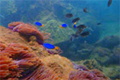 Best all sea: 4 วัน 3 คืน Snorkeling Meaning หมู่เกาะชุมพร หมู่เกาะประจวบ