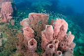 Best all sea: 4 วัน 3 คืน Snorkeling Meaning หมู่เกาะชุมพร หมู่เกาะประจวบ