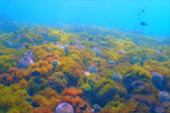 Best all sea: 4 วัน 3 คืน Snorkeling Meaning หมู่เกาะชุมพร หมู่เกาะประจวบ