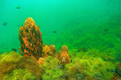 Best all sea: 4 วัน 3 คืน Snorkeling Meaning หมู่เกาะชุมพร หมู่เกาะประจวบ