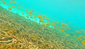 The Sea : 4 วัน 3 คืน ชุมพร เกาะเต่า