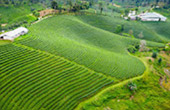 Big Hills of Hope: 7 ดอย Big Hills of Hope: 7 ดอย