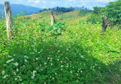 Big Hills of Hope: 7 ดอย Big Hills of Hope: 7 ดอย