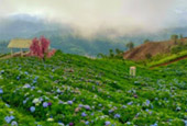 3 วัน 2 คืน: Fog, Negative Ion and Hills 3 วัน 2 คืน: Fog, Negative Ion and Hills