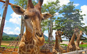 เชียงราย On hill, Awaken เชียงราย On hill, Awaken