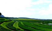Tea Plantations ไร่ชาหัวใจของทัวร์เชียงราย Tea Plantations ไร่ชาหัวใจของทัวร์เชียงราย