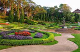 Tea Plantations ไร่ชาหัวใจของทัวร์เชียงราย Tea Plantations ไร่ชาหัวใจของทัวร์เชียงราย