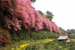 Tea Plantations ไร่ชาหัวใจของทัวร์เชียงราย Tea Plantations ไร่ชาหัวใจของทัวร์เชียงราย
